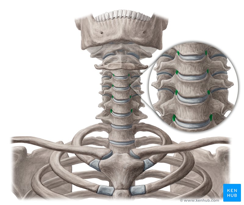 Uncovertebral Artroza articulației uncovertrale