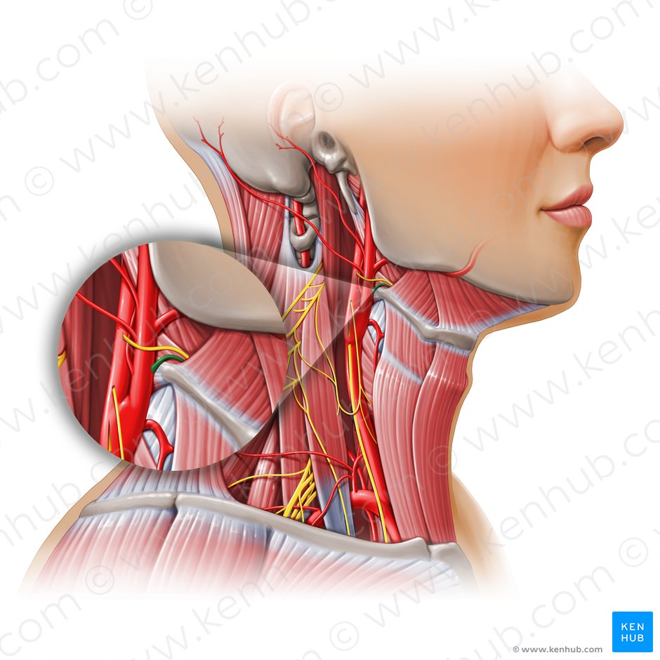 Arteria lingualis (Zungenarterie); Bild: Paul Kim