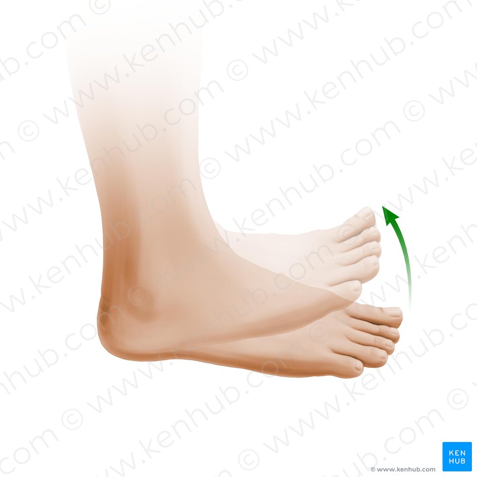 Flexión dorsal del pie (Dorsiflexio pedis); Imagen: Paul Kim