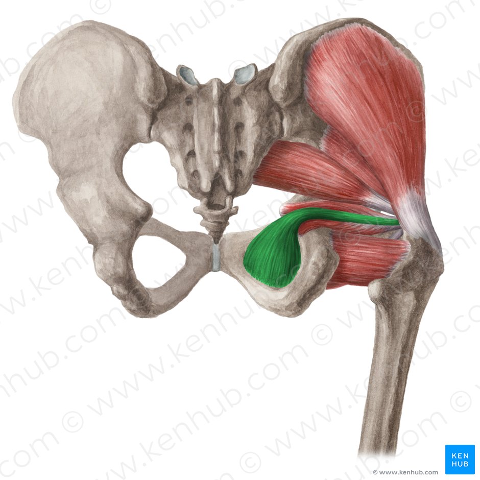 Musculus obturatorius internus (Innerer Hüftlochmuskel); Bild: Liene Znotina