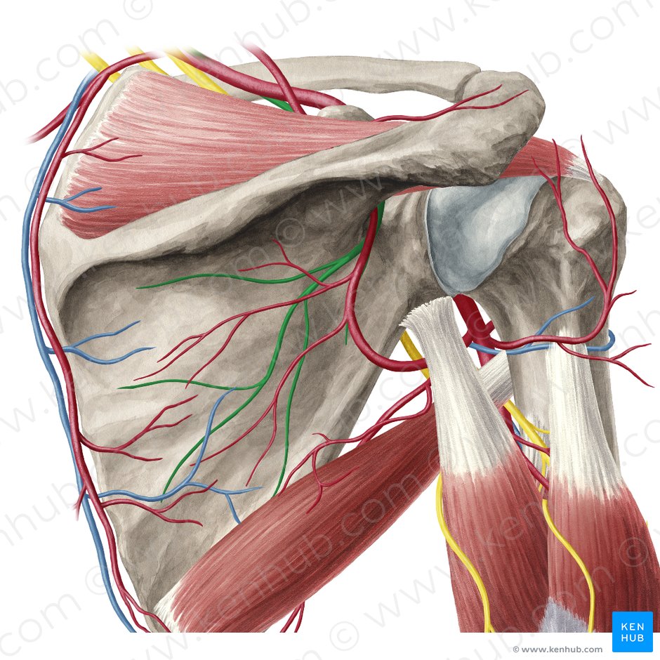 Anatomical Spaces Of The Pectoral Region Anatomy Kenhub