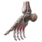 Anatomie von Sprunggelenk und Fuß