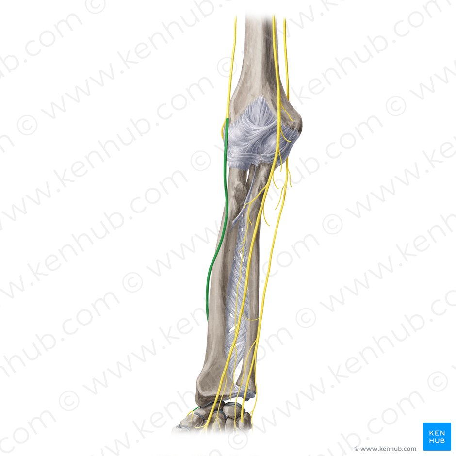 Ramo superficial do nervo radial (Ramus superficialis nervi radialis); Imagem: Yousun Koh