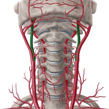 arteries of the head and neck