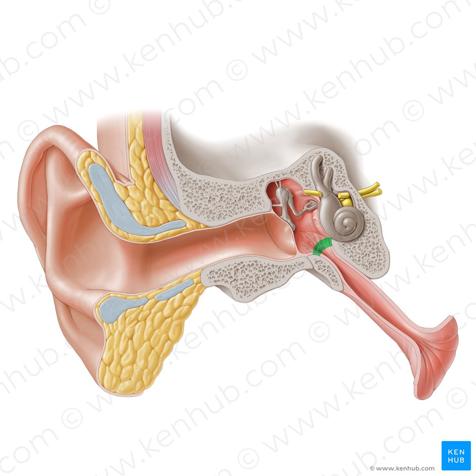 Tympanic opening of auditory tube (Ostium tympanicum tubae auditivae); Image: Paul Kim