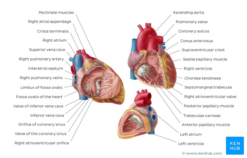Heart ventricles: Anatomy, function and clinical aspects | Kenhub