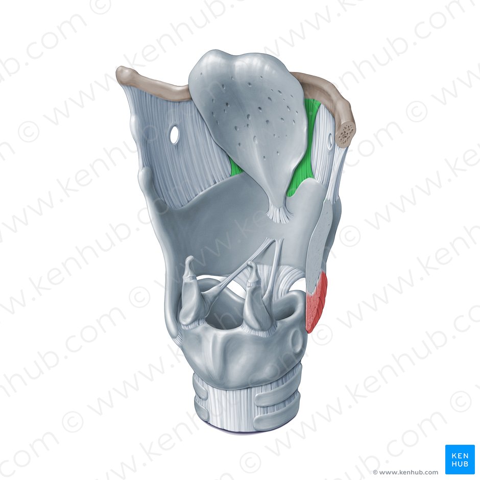 Median thyrohyoid ligament (Ligamentum thyrohyoideum medianum); Image: Paul Kim