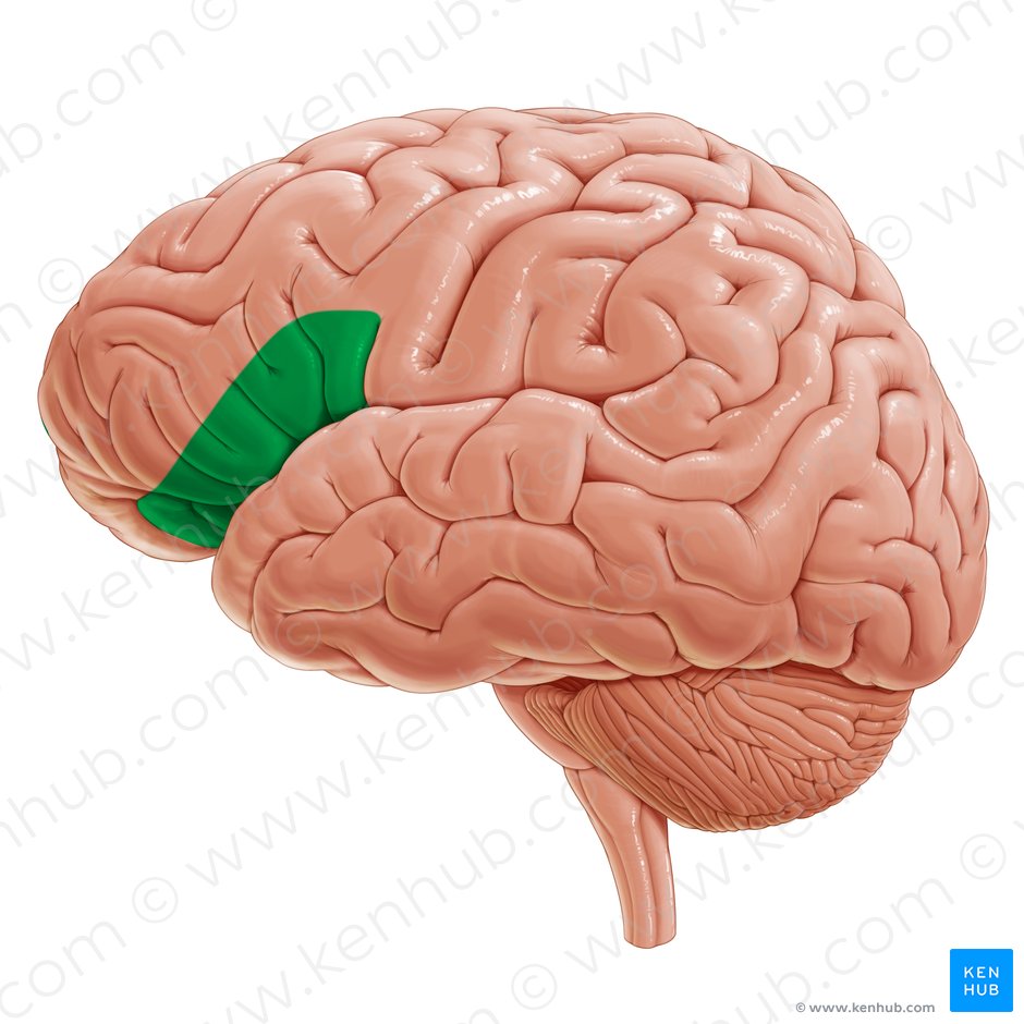 Ventrolateral prefrontal cortex (Cortex prefrontalis ventrolateralis); Image: Yousun Koh