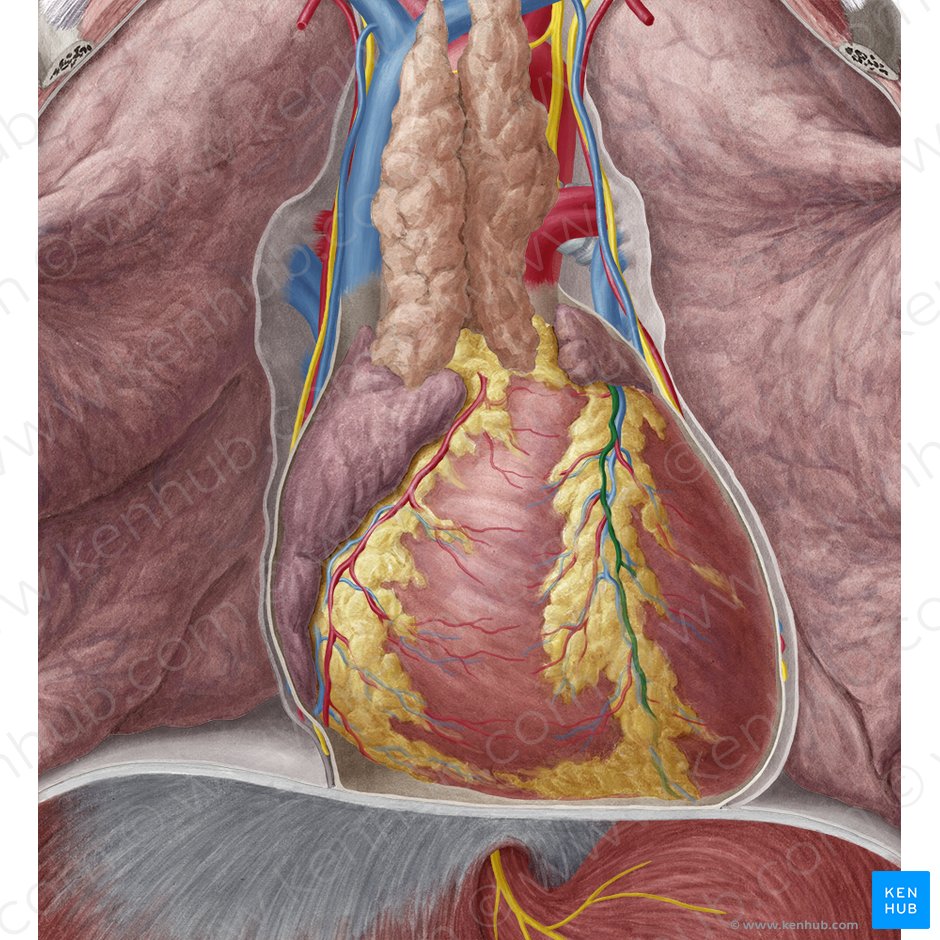 Arteria interventricularis anterior (Vordere Zwischenkammerarterie); Bild: Yousun Koh