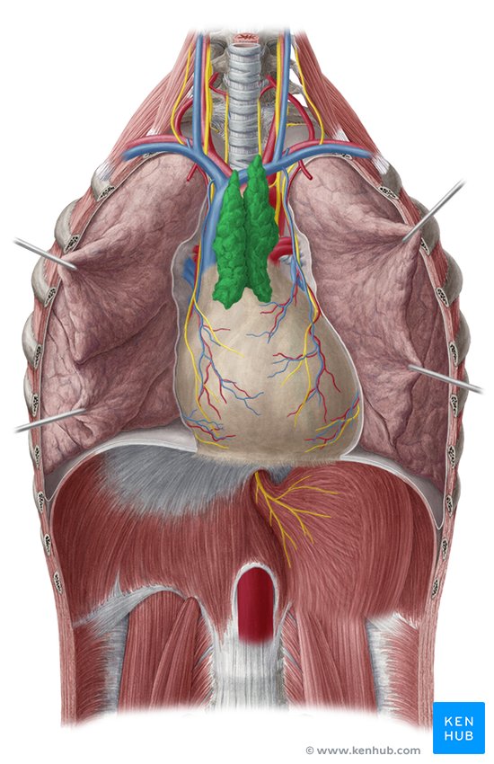 Thymus: Anatomy, histology and function | Kenhub