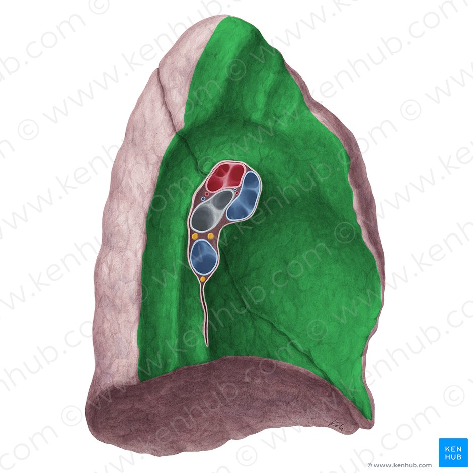 Mediastinal surface of lung (Facies mediastinalis pulmonis); Image: Yousun Koh