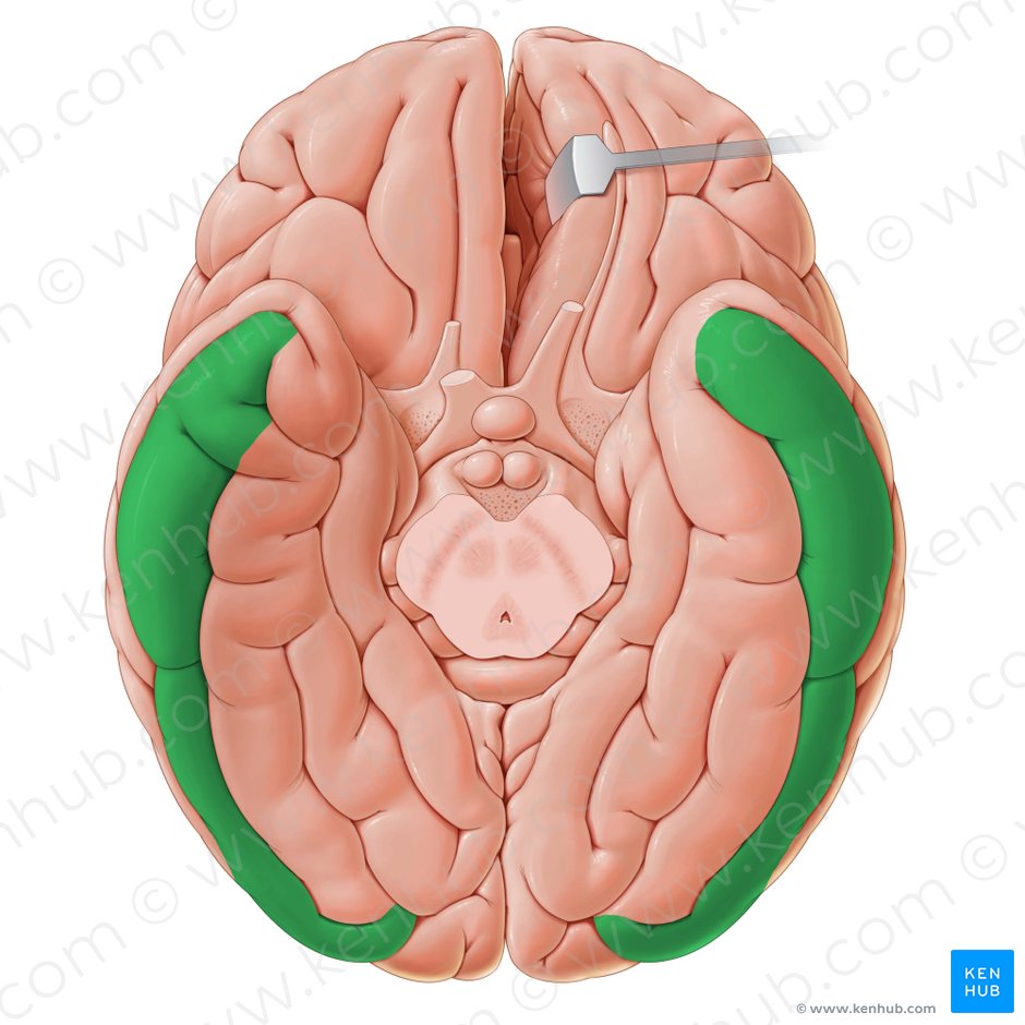 Gyrus temporalis inferior (Untere Schläfenwindung); Bild: Paul Kim