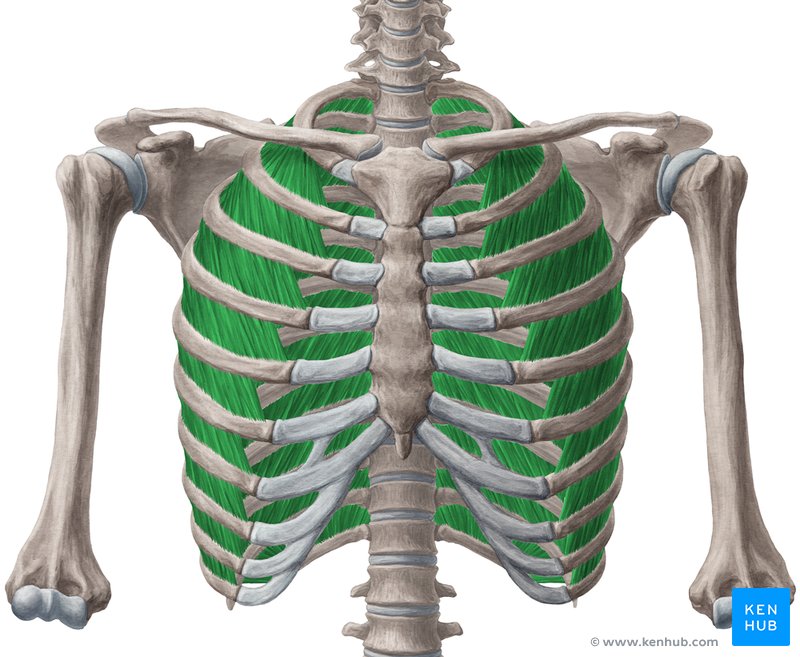External intercostal muscles (Musculi intercostales externi)