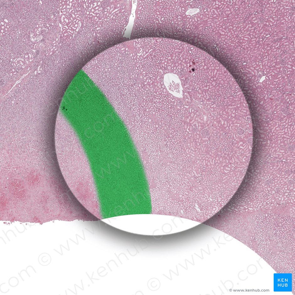 Inner stripe of outer medulla (Stria interna medullae externae); Image: 