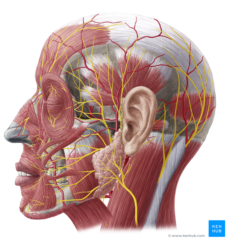 Superficial Nerves of the Face and Scalp - Anatomy | Kenhub