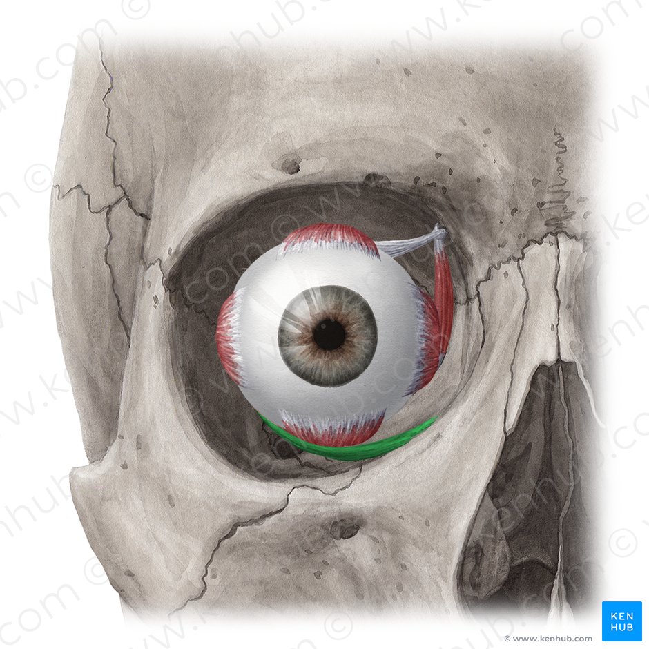 Musculus obliquus inferior (Unterer schräger Augenmuskel); Bild: Yousun Koh