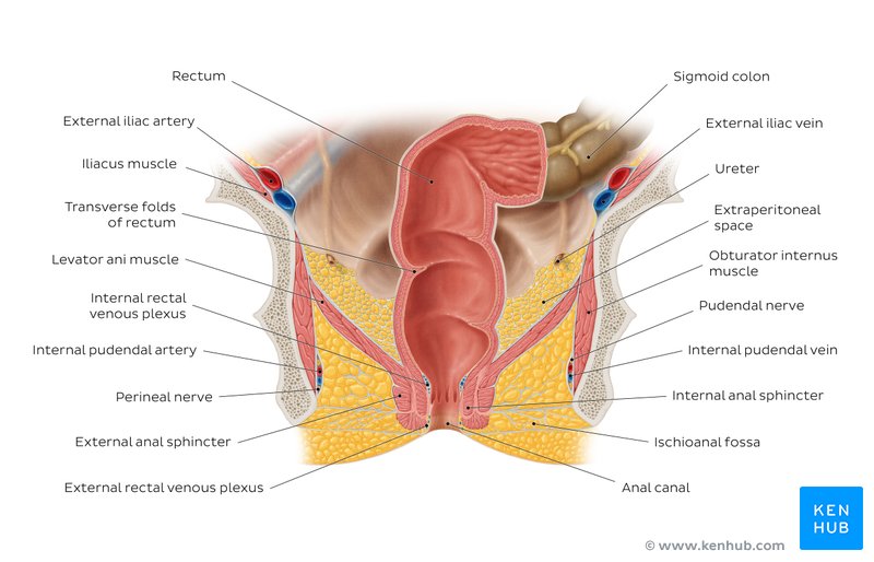 Anatomy of the rectum and anal canal - coronal view