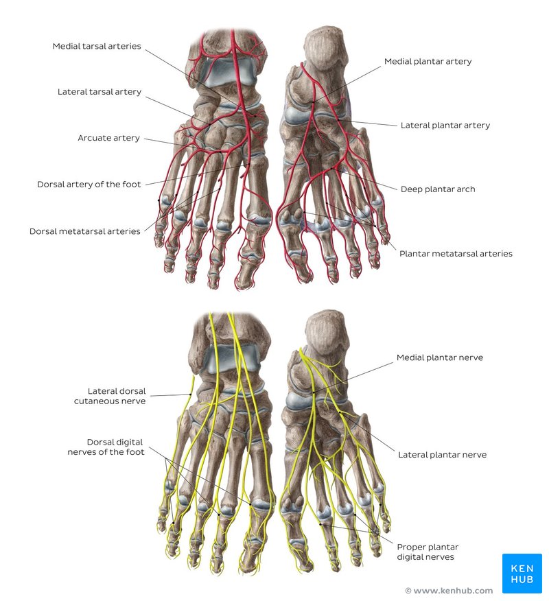 Lower extremity anatomy: Bones, muscles, nerves, vessels | Kenhub