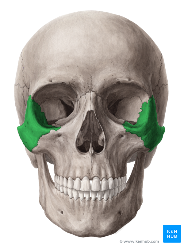 The Zygomatic Bone - Anatomy and Pathology | Kenhub