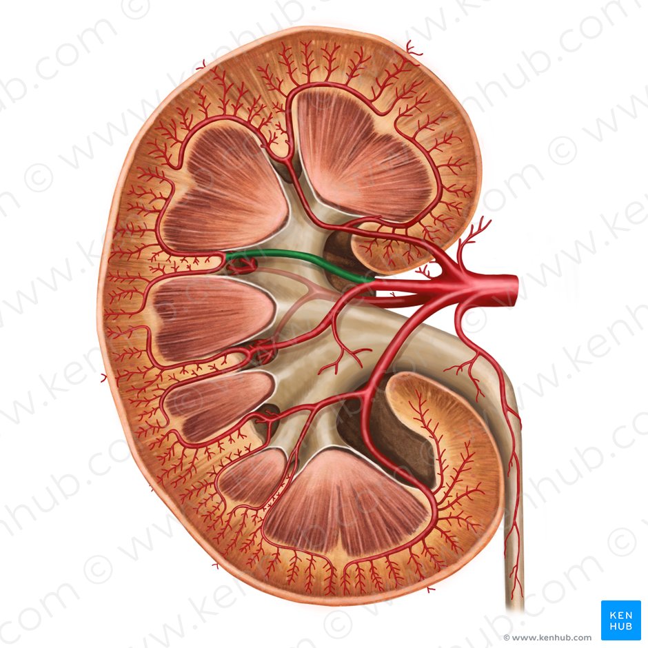 Anterior superior segmental artery (Arteria segmenti anterioris superioris renis); Image: Irina Münstermann