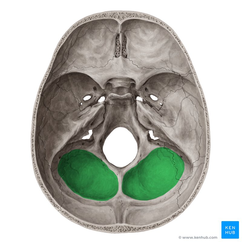 Cerebellar fossa (Fossa cerebellaris) | Kenhub