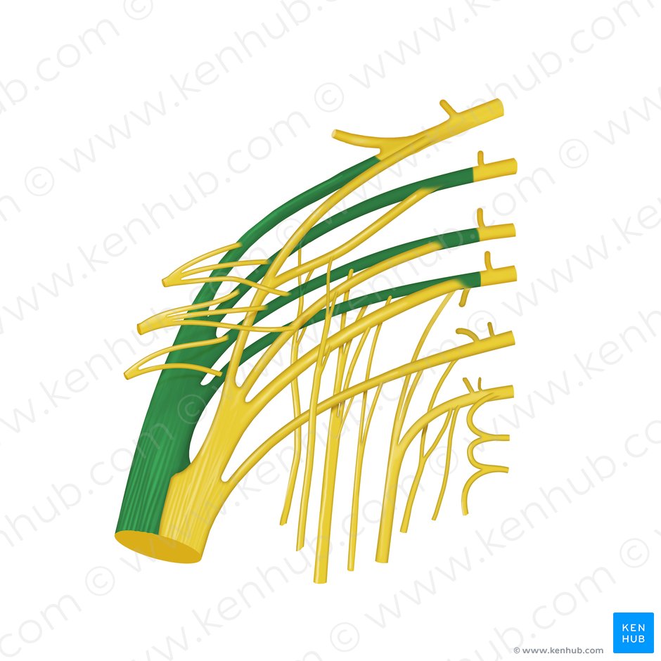 División fibular común del nervio ciático (Divisio fibularis communis nervi ischiadici); Imagen: Begoña Rodriguez