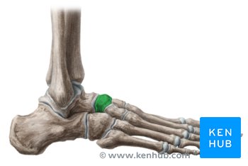 Navicular bone: Anatomy and clinical notes | Kenhub