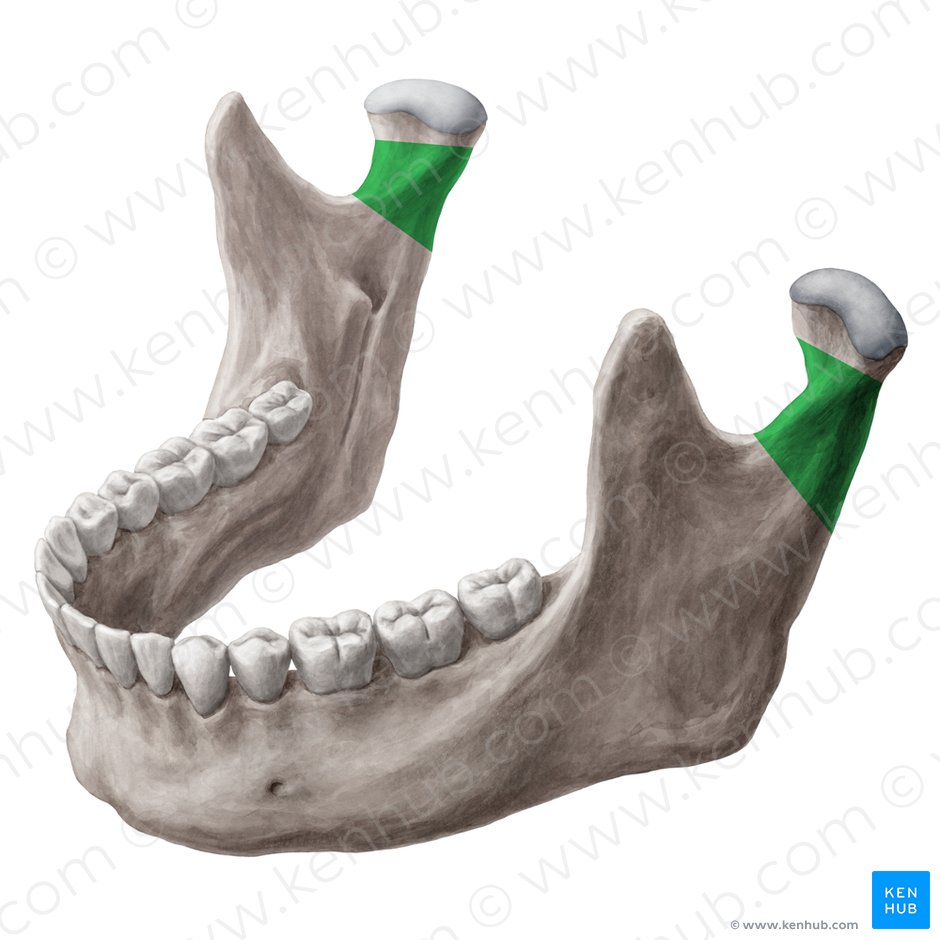 Neck of mandible (Collum mandibulae); Image: Yousun Koh