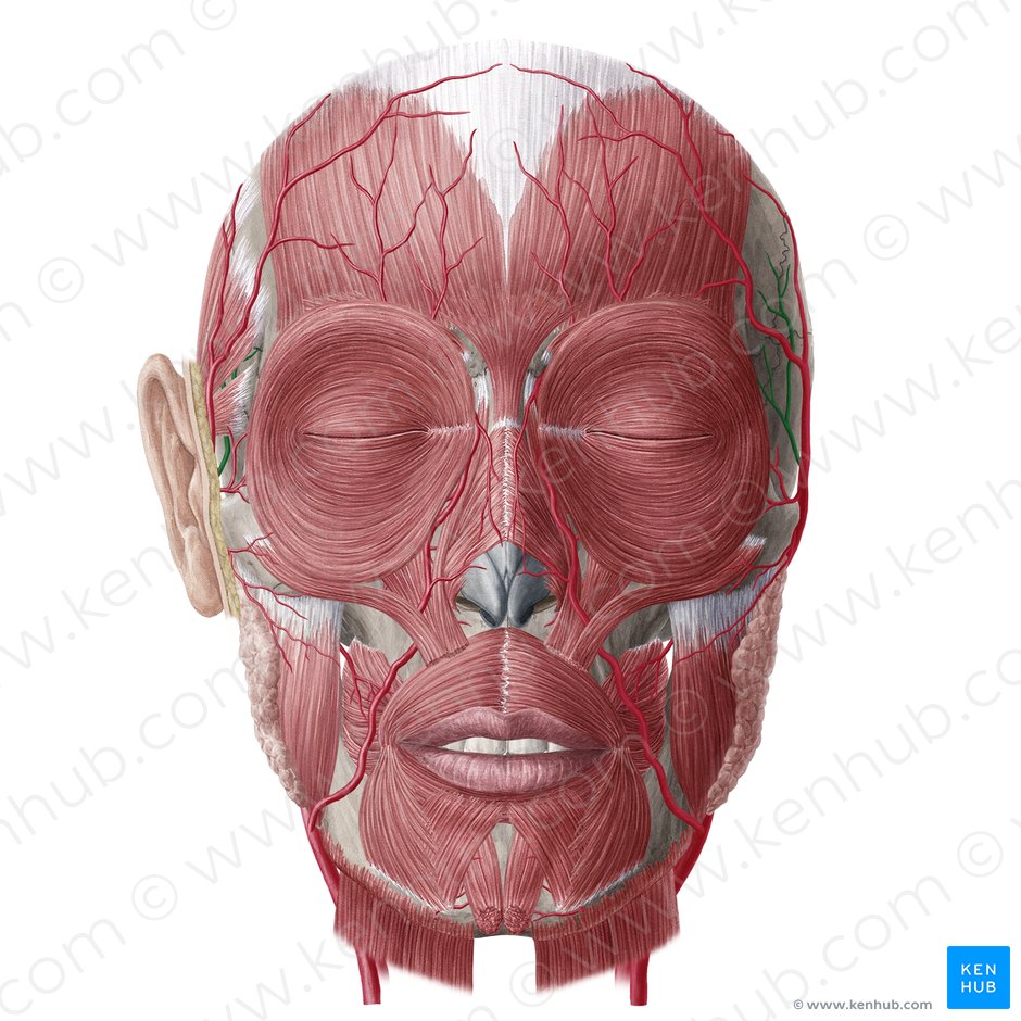 Artéria temporal média (Arteria temporalis media); Imagem: Yousun Koh