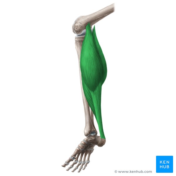 Triceps surae muscle (Musculus triceps surae)