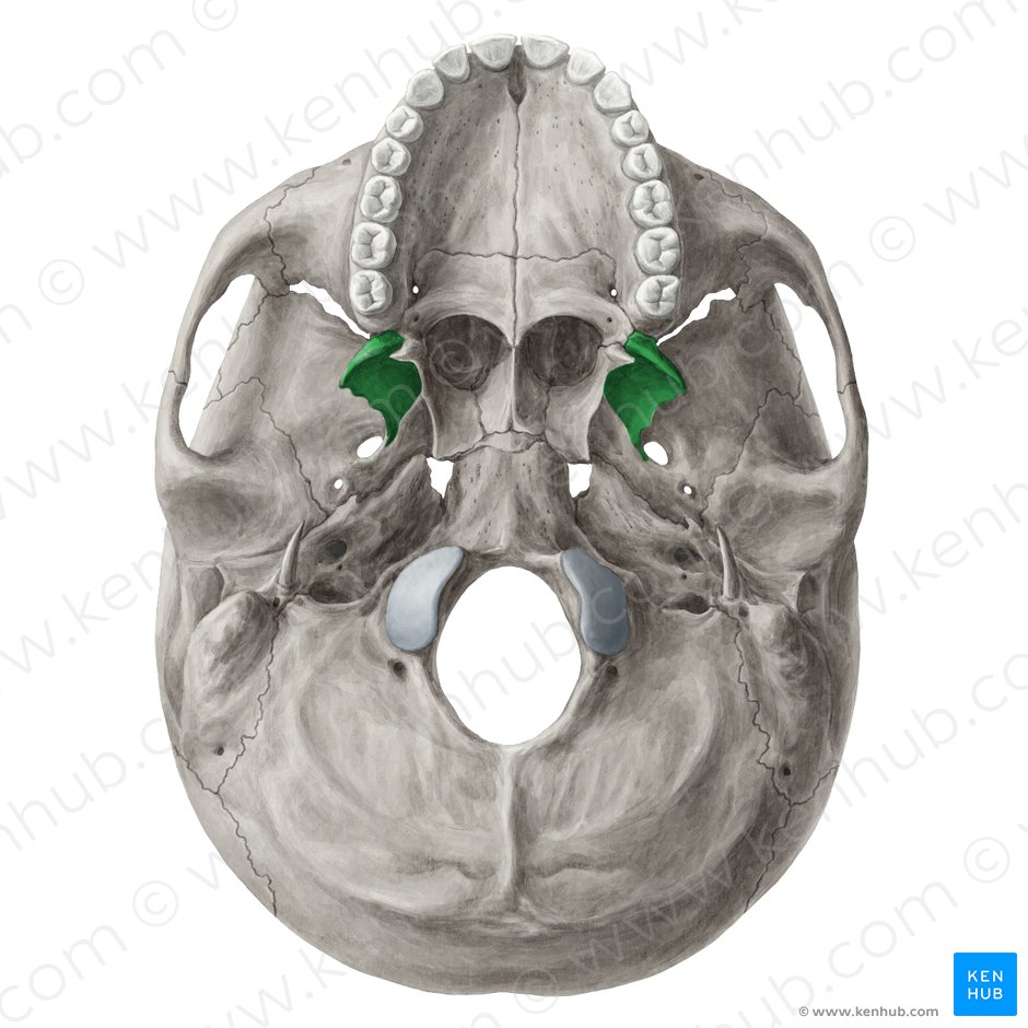 Lateral plate of pterygoid process of sphenoid (Lamina lateralis processus pterygoidei ossis sphenoidalis); Image: Yousun Koh