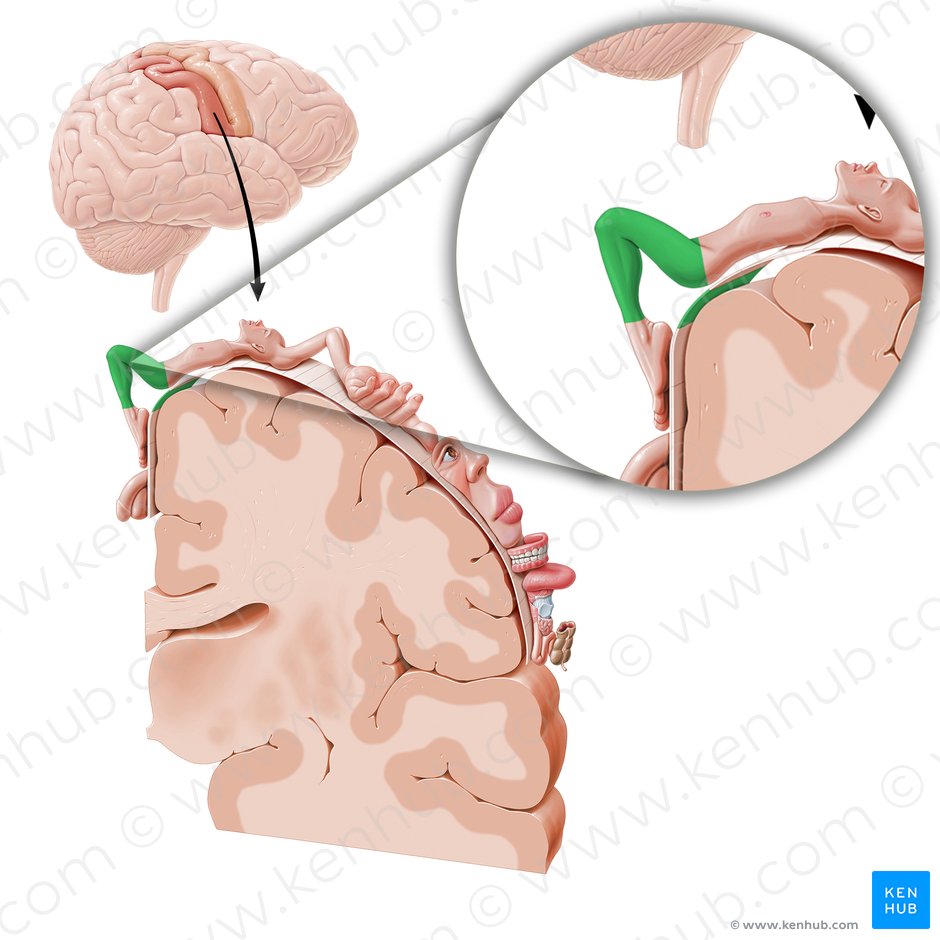 Córtex sensorial dos membros inferiores (Cortex sensorius membri inferioris); Imagem: Paul Kim