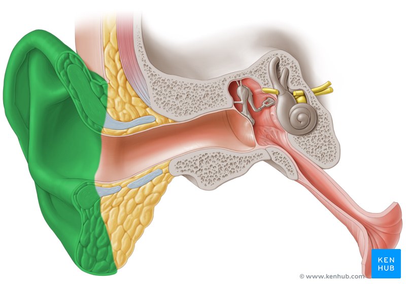 Auricle - anterior view.