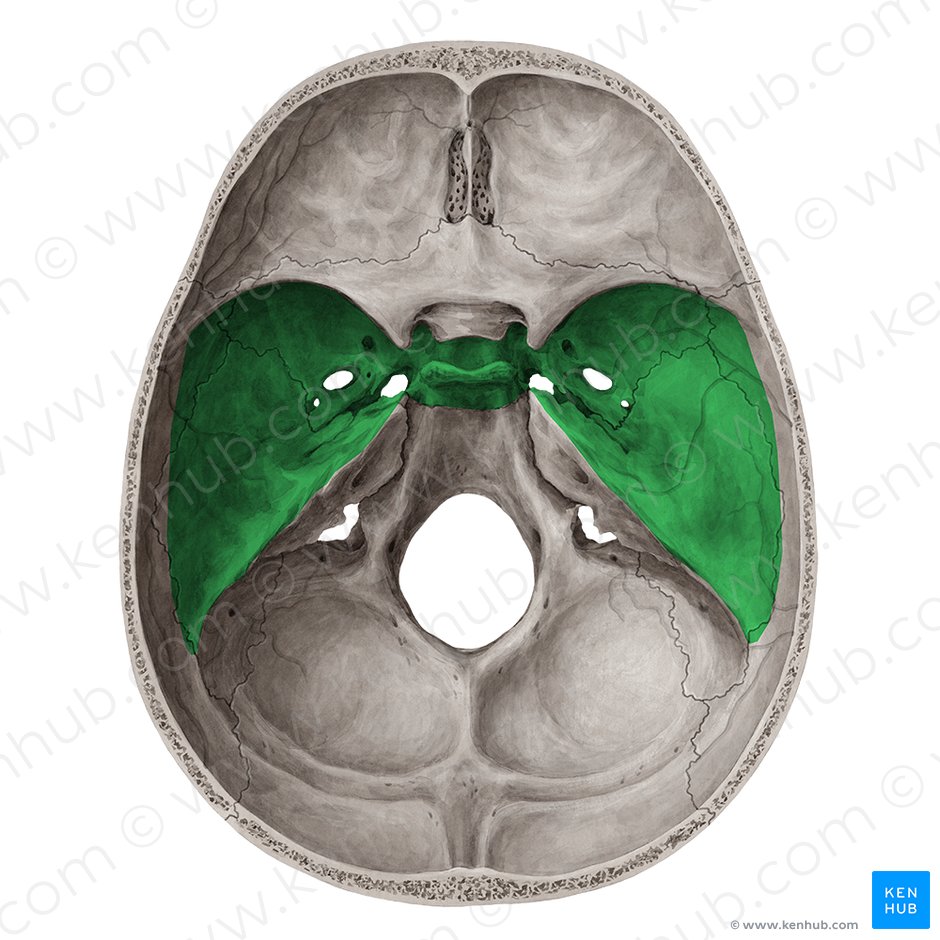Middle cranial fossa (Fossa cranii media); Image: Yousun Koh