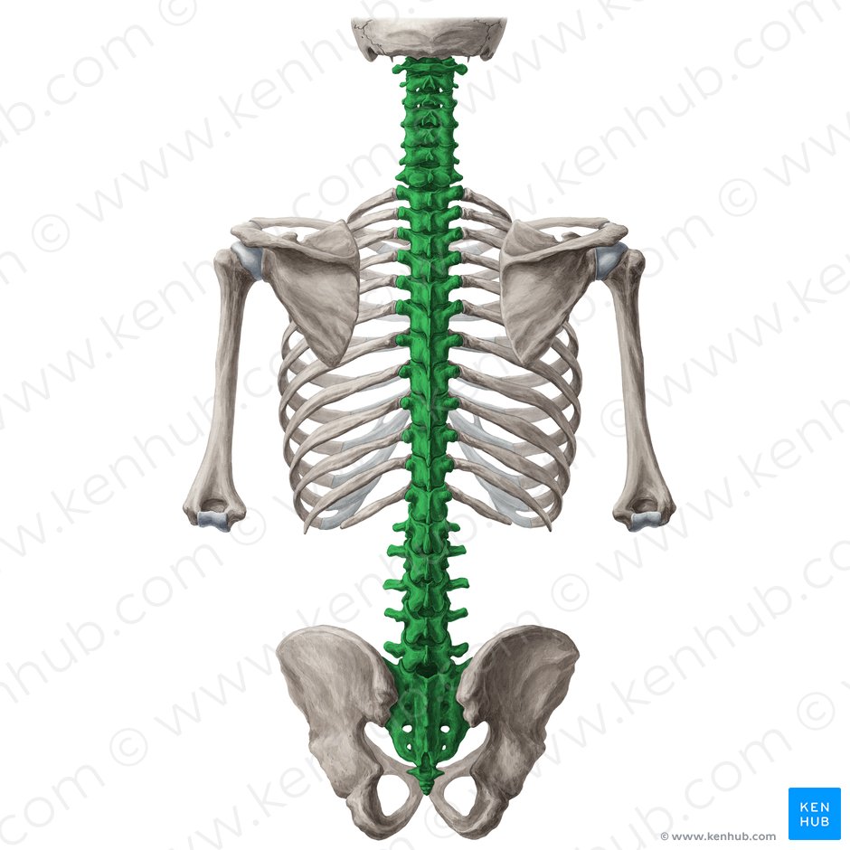 Columna vertebralis (Wirbelsäule); Bild: Yousun Koh