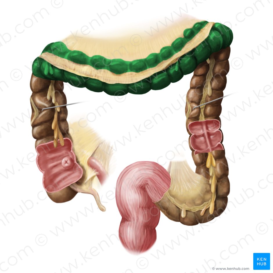 Transverse colon (Colon transversum); Image: Begoña Rodriguez