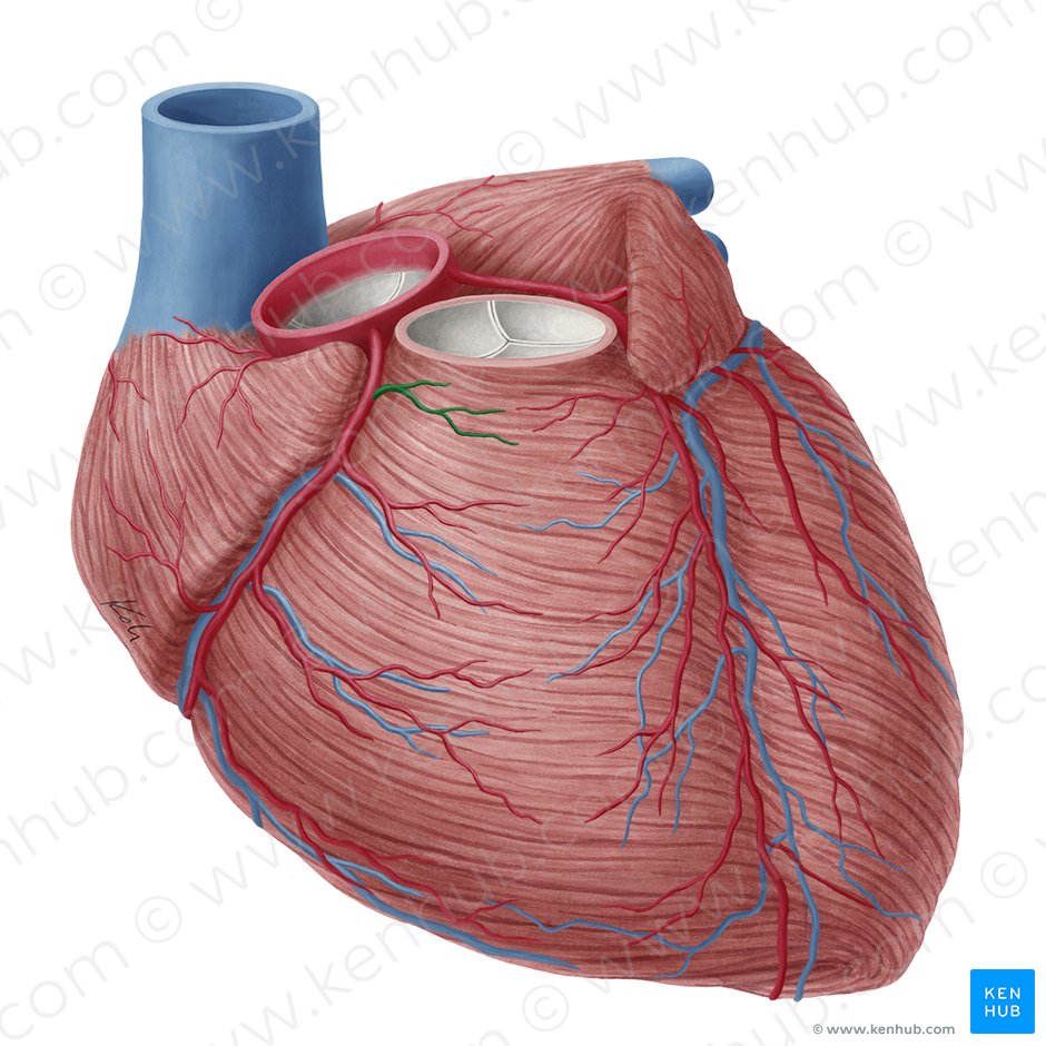 Rama del cono aterioso de la arteria coronaria derecha (Ramus coni arteriosi arteriae coronariae dextrae); Imagen: Yousun Koh