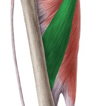Diagram / Pictures: Muscles of the hip and thigh (Anatomy) | Kenhub