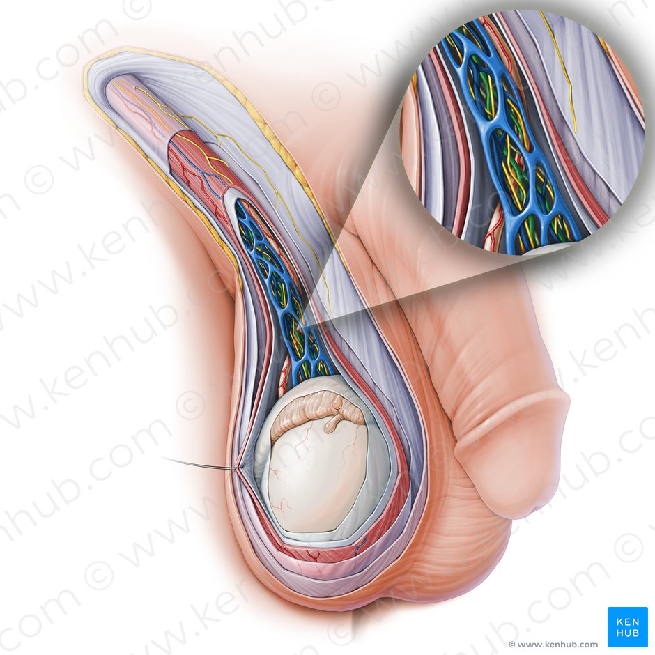 Arteria testicular (Arteria testicularis); Imagen: Paul Kim
