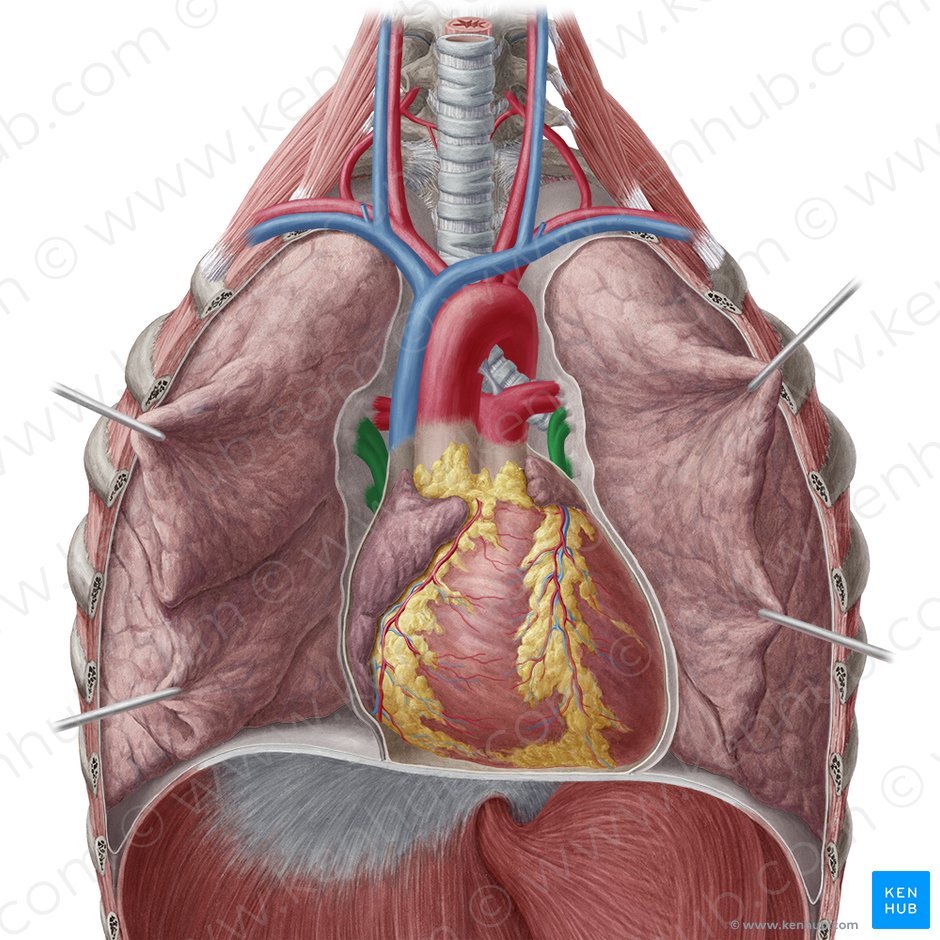 6 Types of Circulation | PDF | Circulatory System | Vein