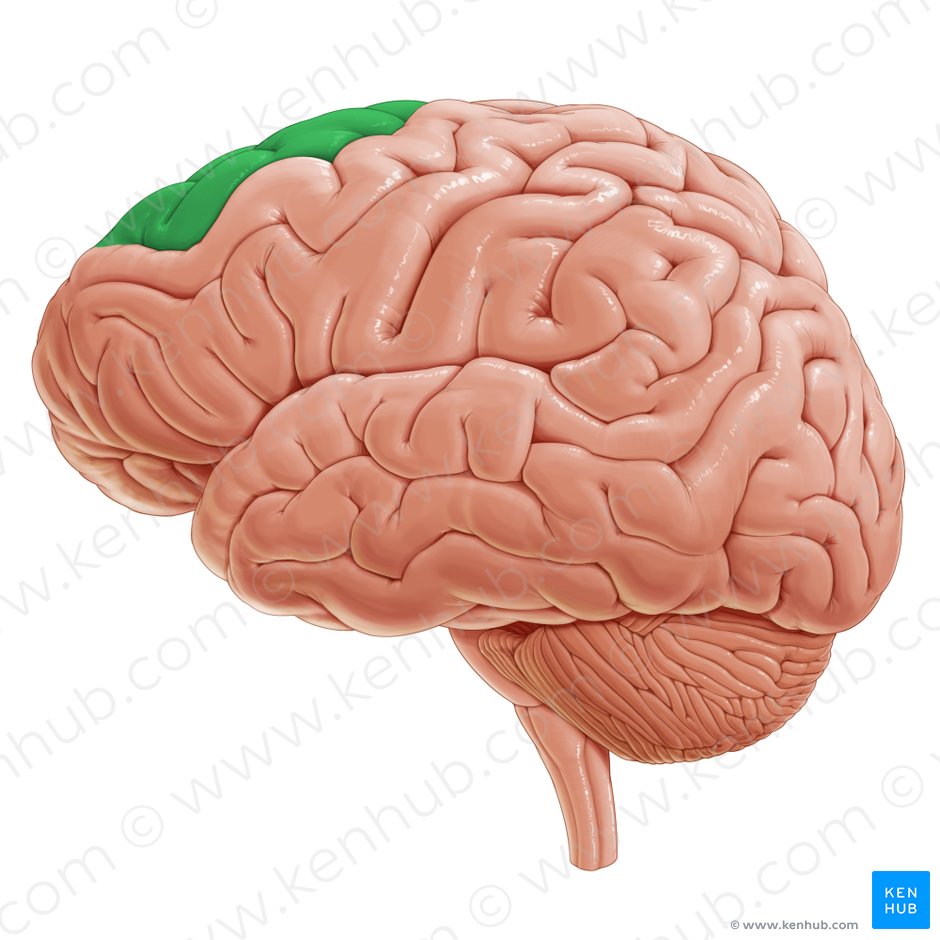 Gyrus frontalis superior (Obere Stirnwindung); Bild: Paul Kim