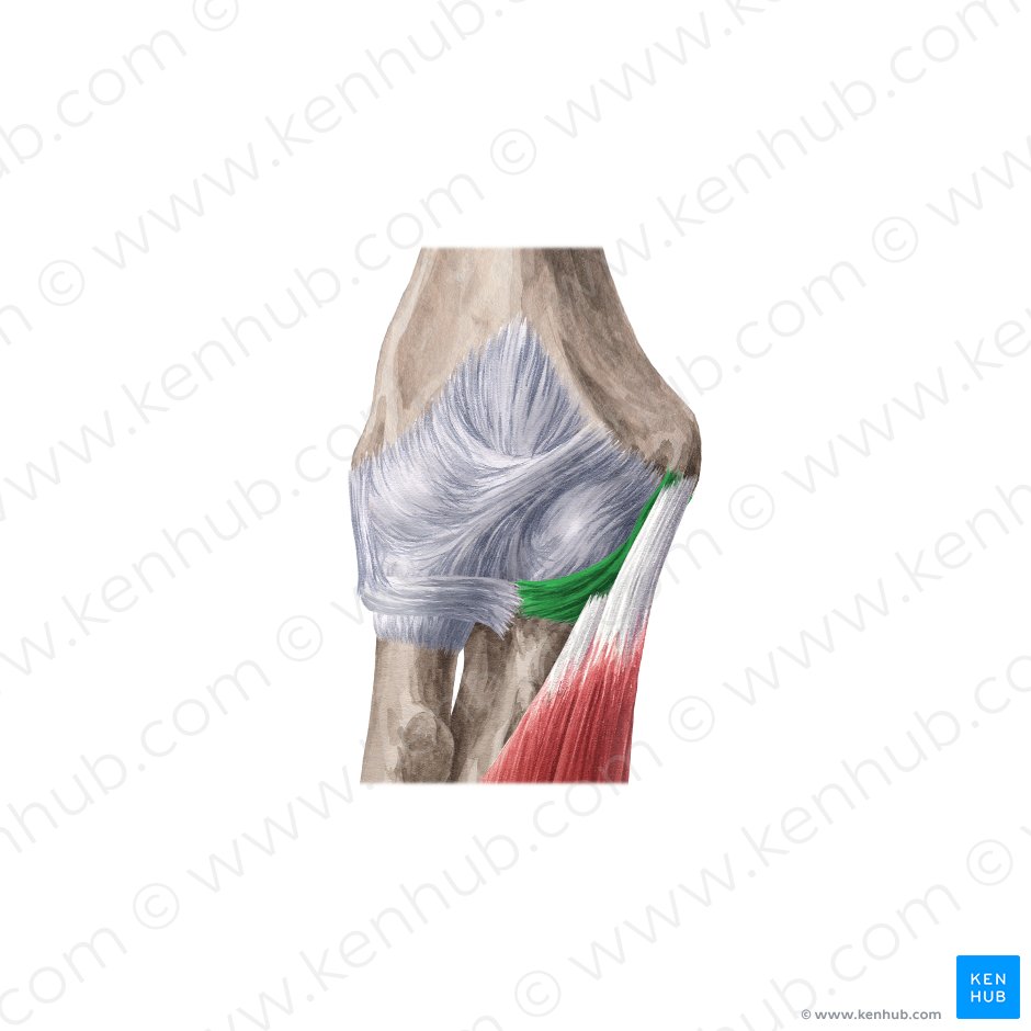 Ligamento colateral ulnar da articulação do cotovelo (Ligamentum collaterale ulnare cubiti); Imagem: Yousun Koh