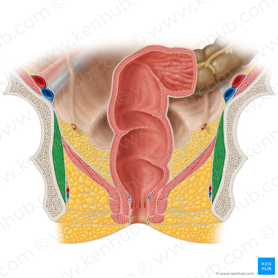 Músculo obturador interno (Musculus obturatorius internus); Imagen: Samantha Zimmerman