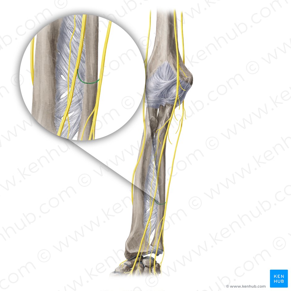 Ramo comunicante ulnar do nervo mediano (Ramus communicans ulnaris nervi mediani); Imagem: Yousun Koh