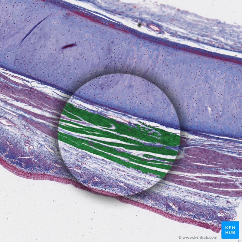 Smooth muscle: Structure, function, location | Kenhub