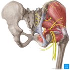 Cadera y muslo (anatomía)