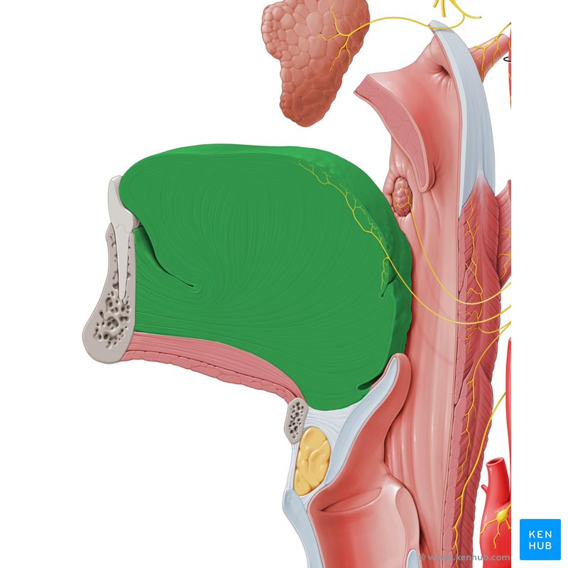 Tongue: Anatomy, muscles, neurovasculature and histology ...