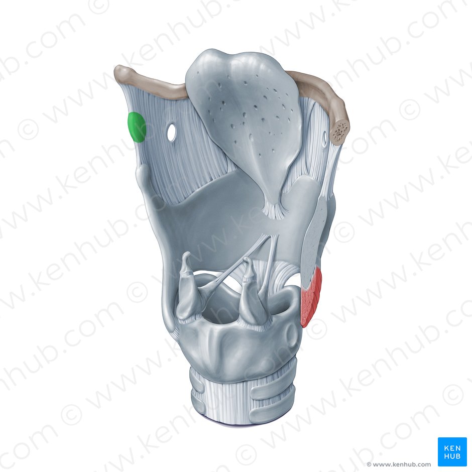 Triticeal cartilage (Cartilago triticea); Image: Paul Kim