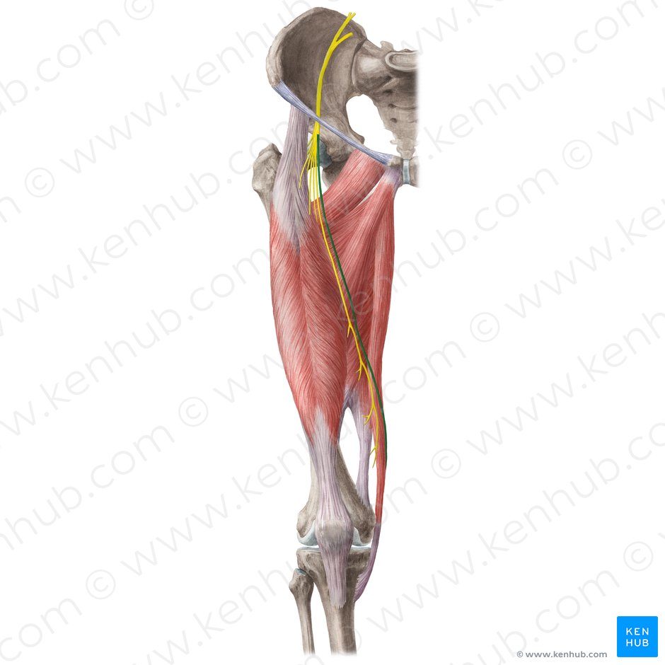 Saphenous nerve (Nervus saphenus); Image: Liene Znotina
