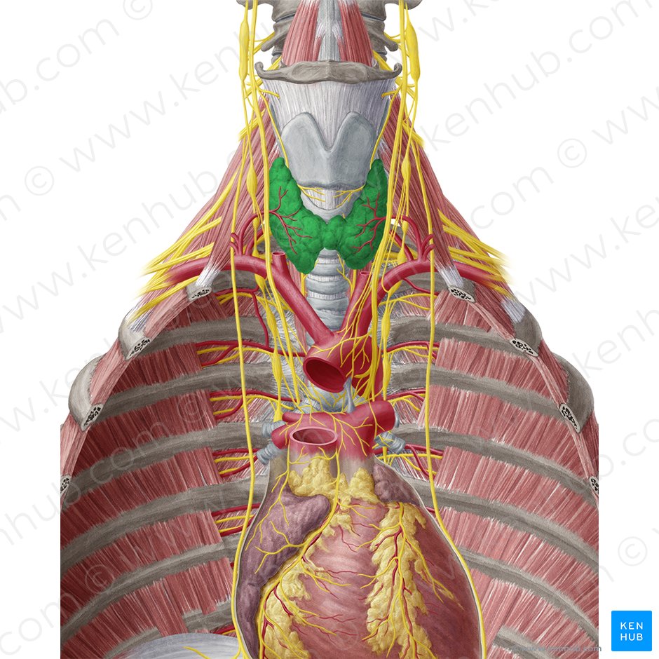 Glândula tireoide (Glandula thyroidea); Imagem: Yousun Koh
